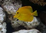 yellow-tang-02-large-content