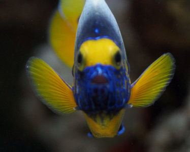 blue_face_angelfish-large-content