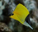 yellow-longnose-butterfly-fish-04-large-content