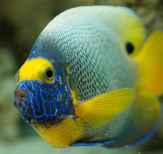 blue_face_angelfish_04-large-content