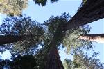 giant-sequoia